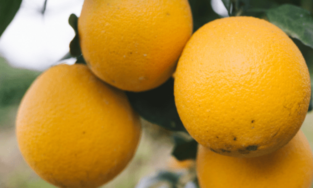 橙子树-晚熟脐橙