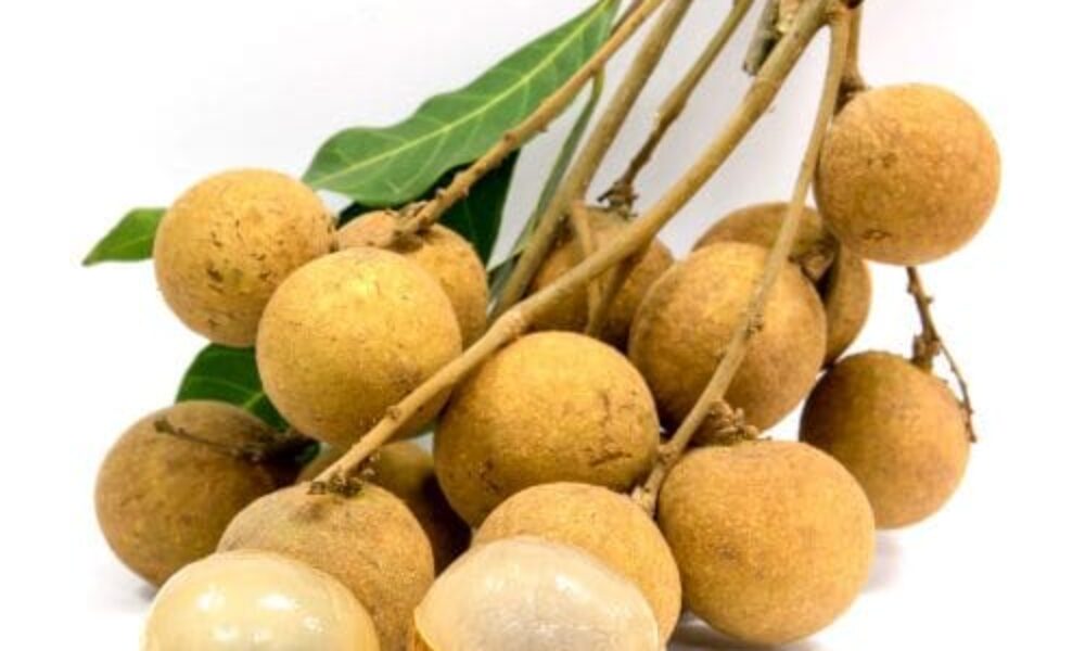 龙眼树-泰国龙眼