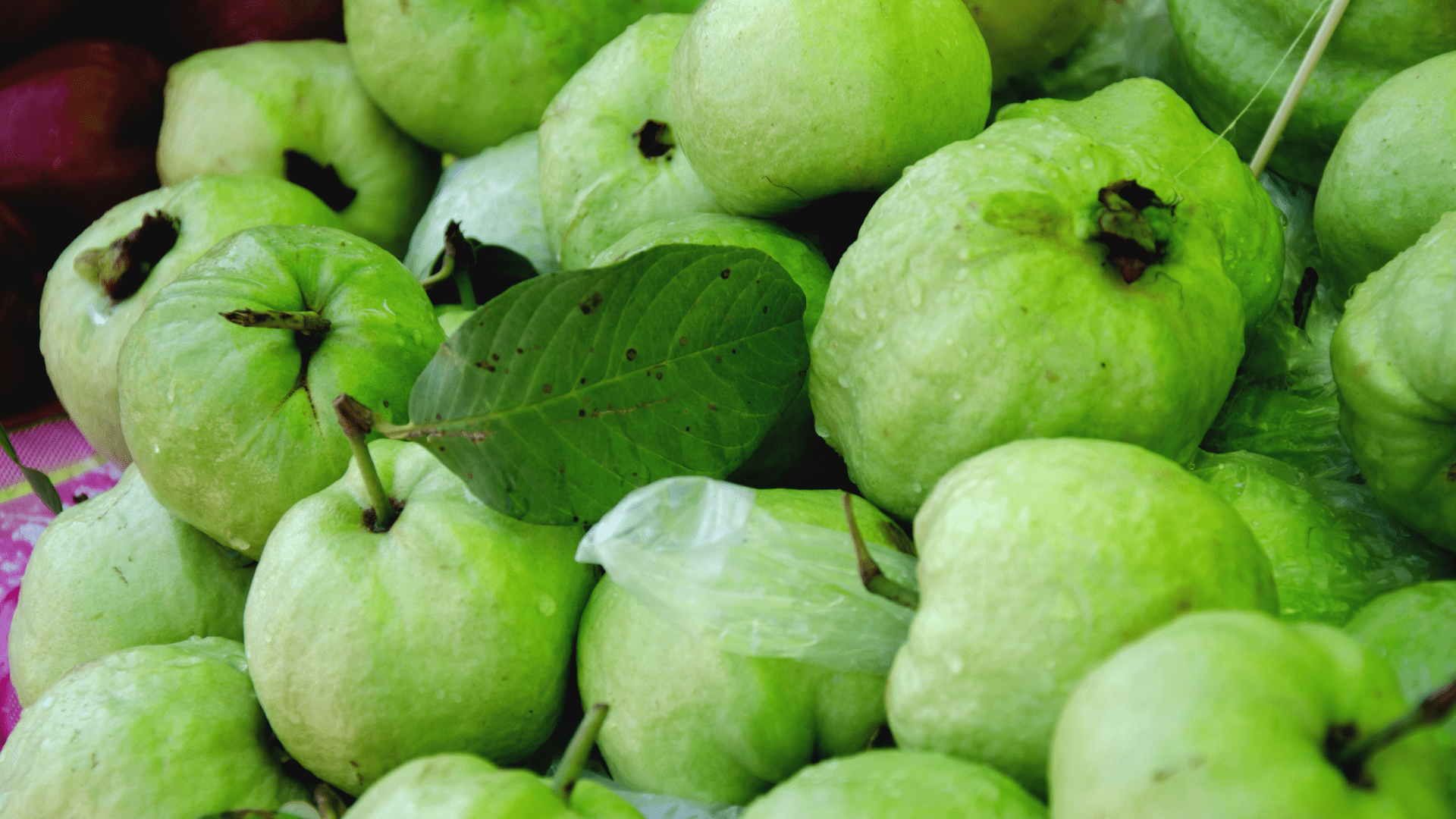 芭乐树-印度白番石榴