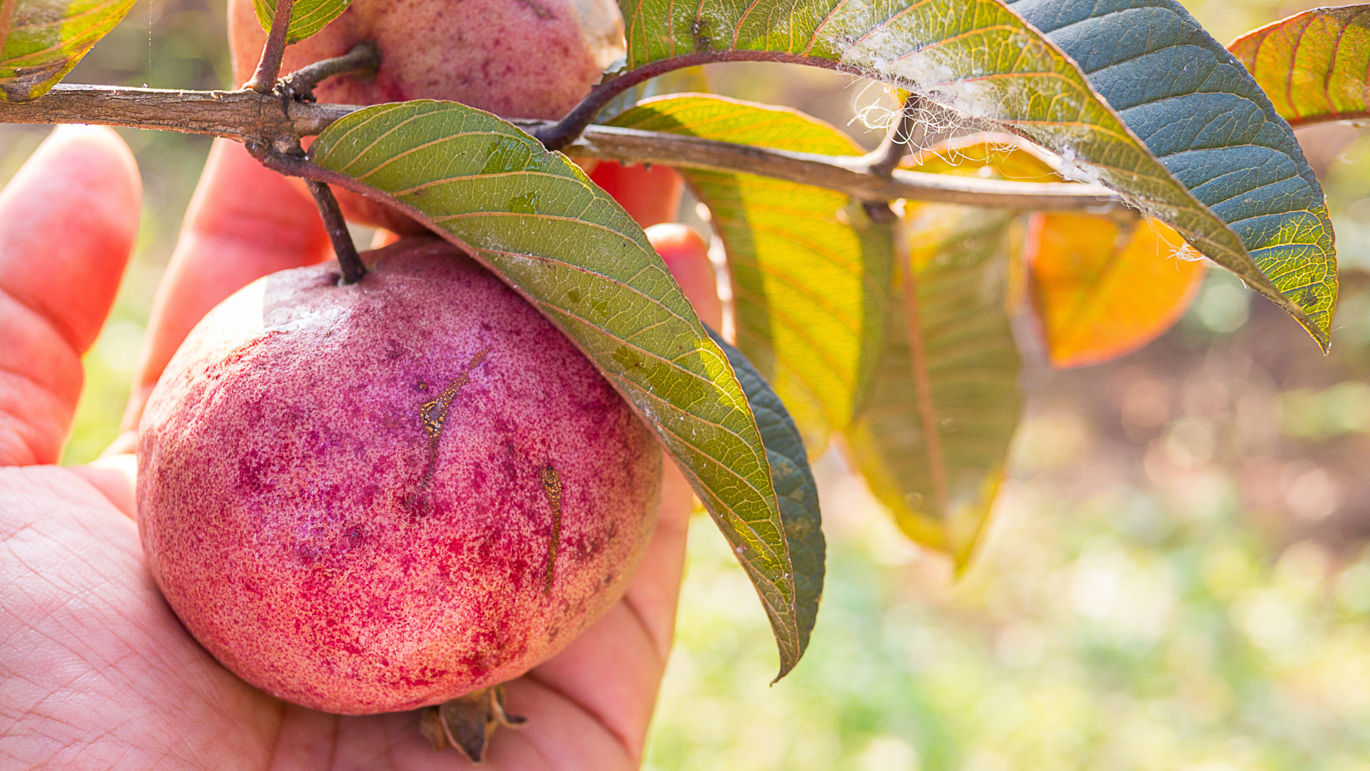 芭乐树-热带红番石榴