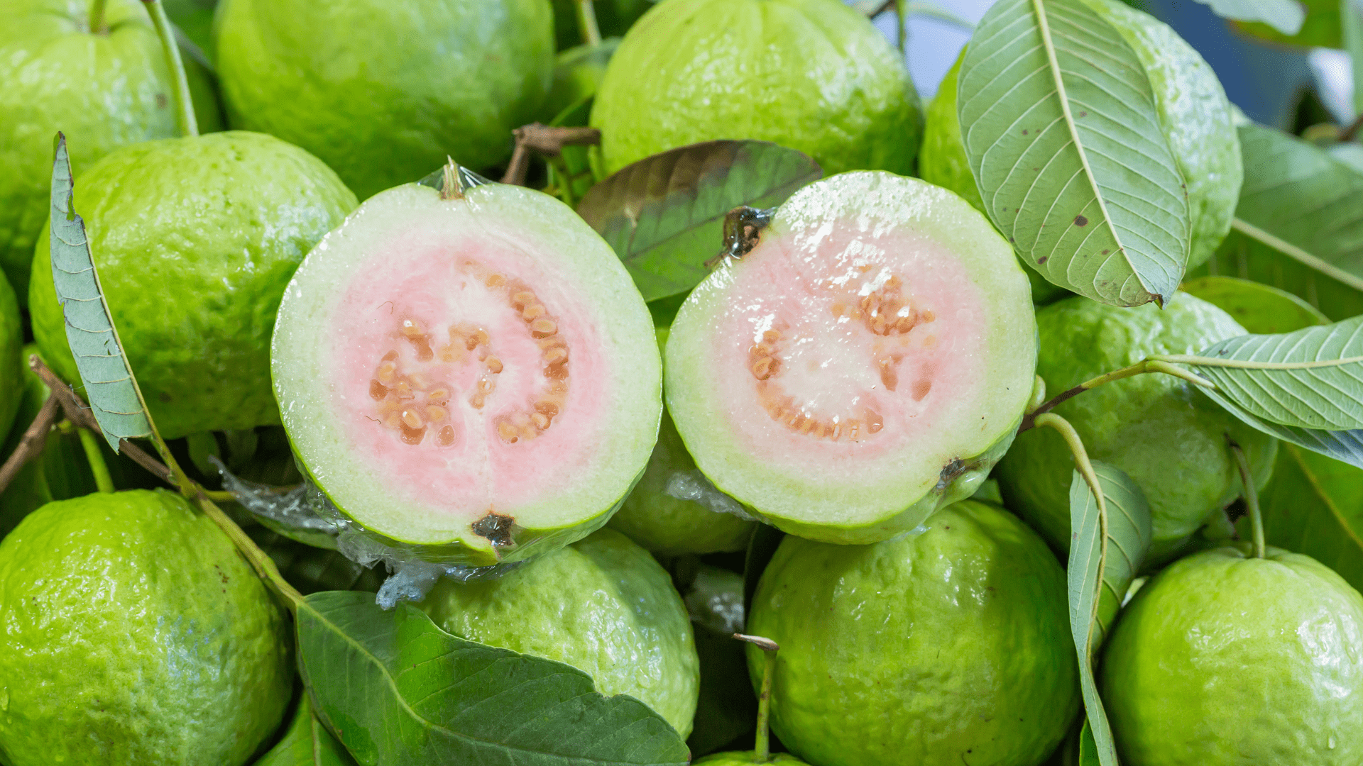 芭乐/番石榴树品种目录