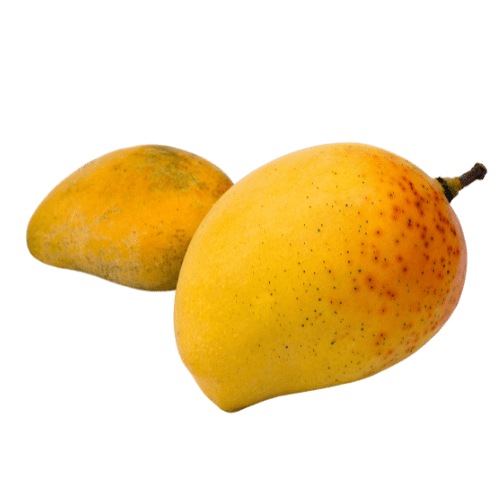 芒果树养护及修剪要点