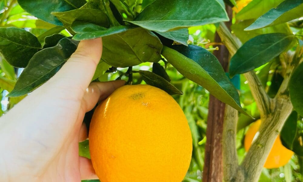 橙子树-夏橙