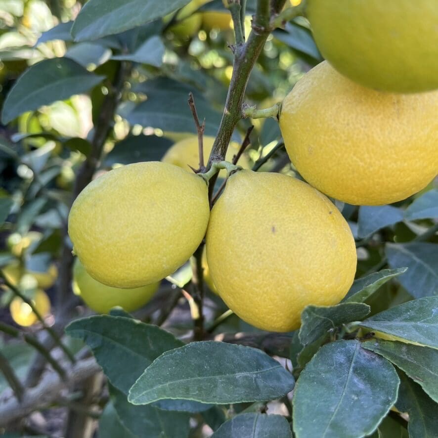 青柠树-墨西哥柠檬