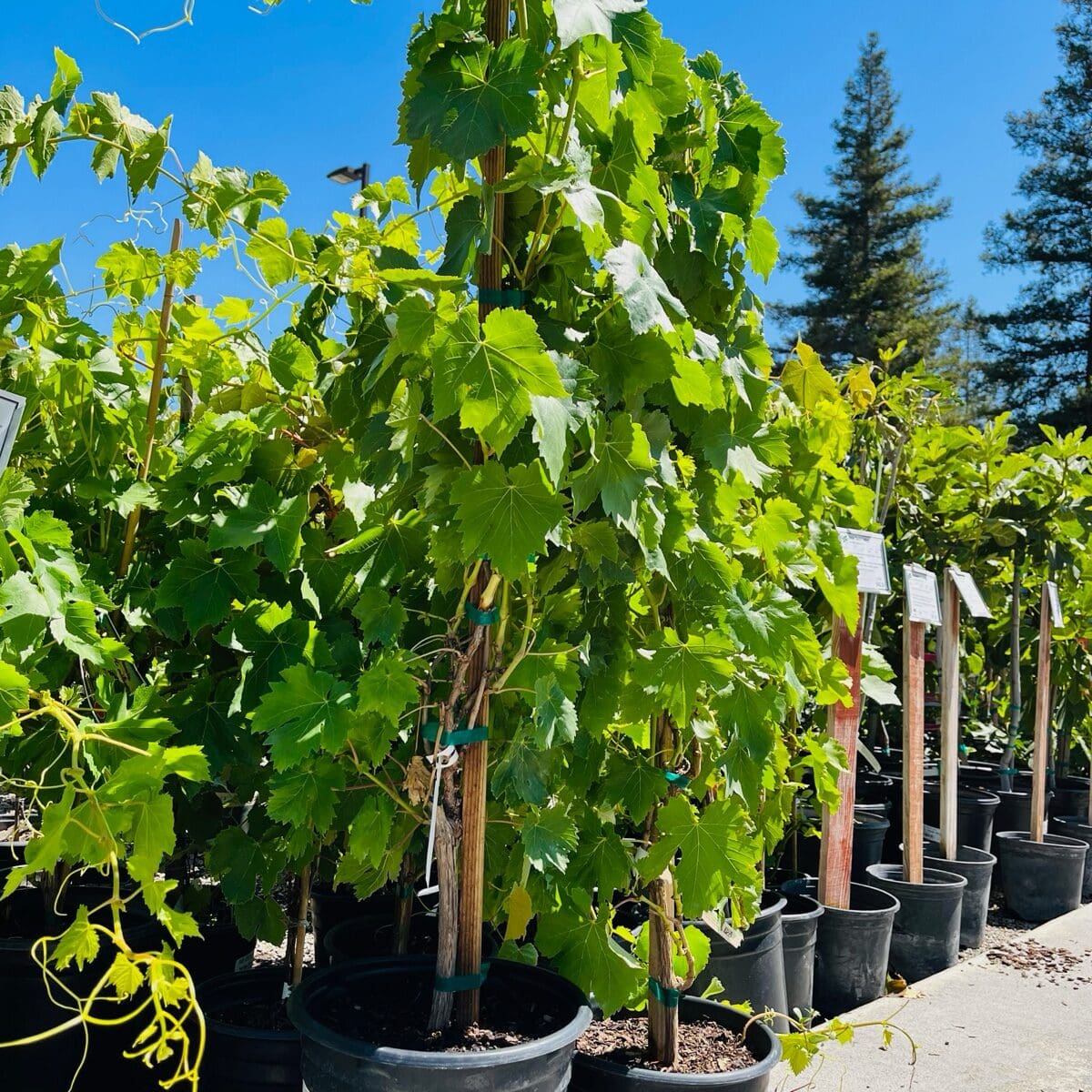 葡萄树-棒棒糖红葡萄