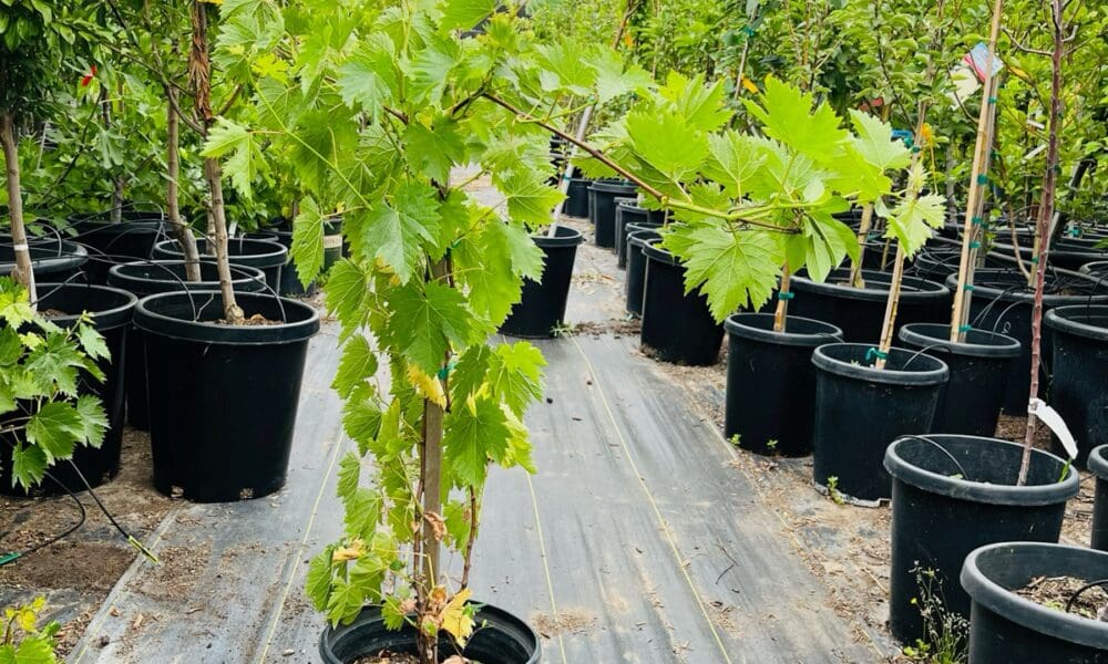 葡萄树-绿手指葡萄