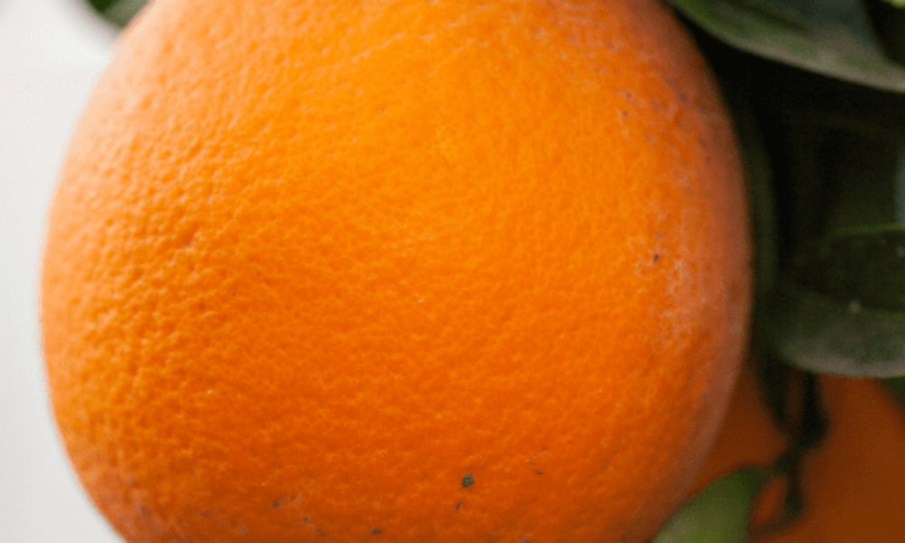 橙子树-早熟脐橙