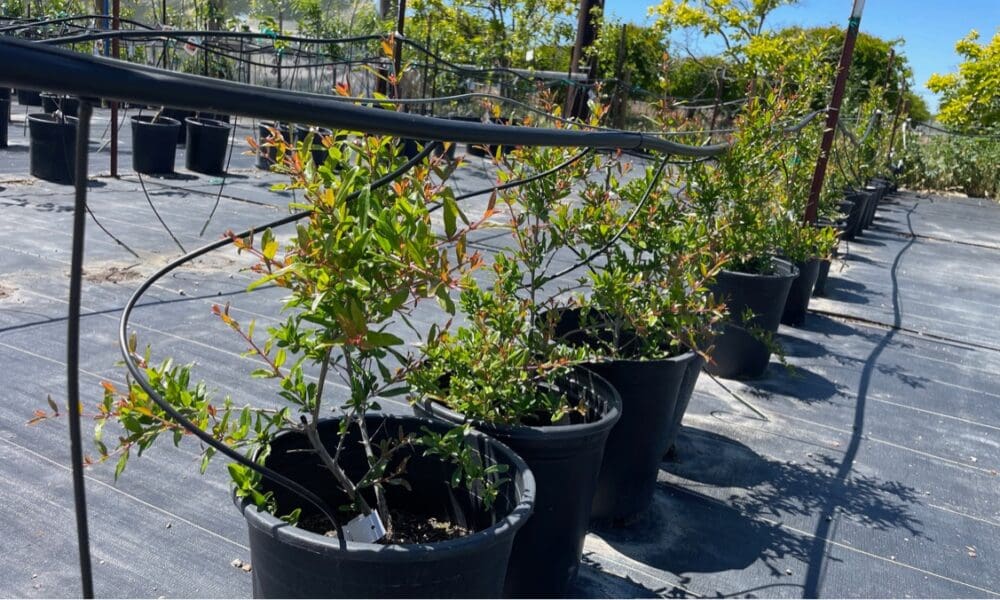 石榴树-自由石榴