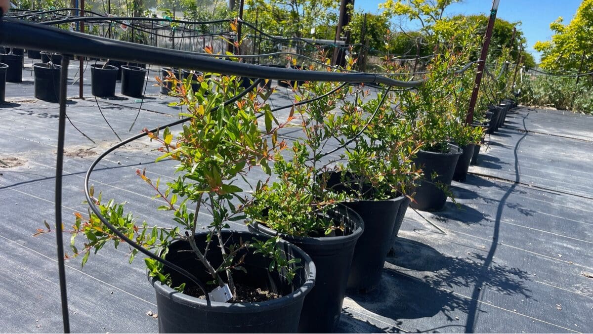 石榴树-自由石榴