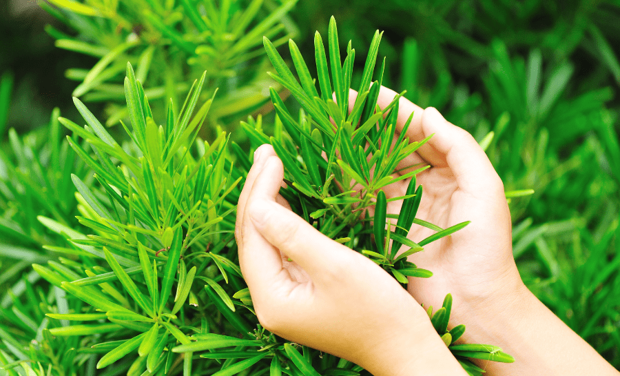 植物冬季保暖