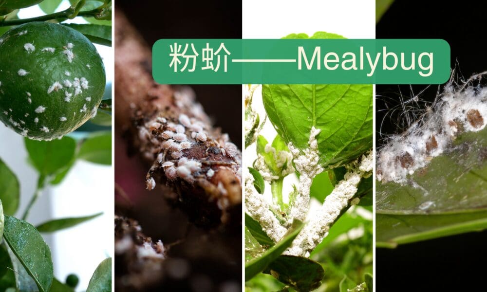 粉蚧/介壳虫Mealybugs——诊治