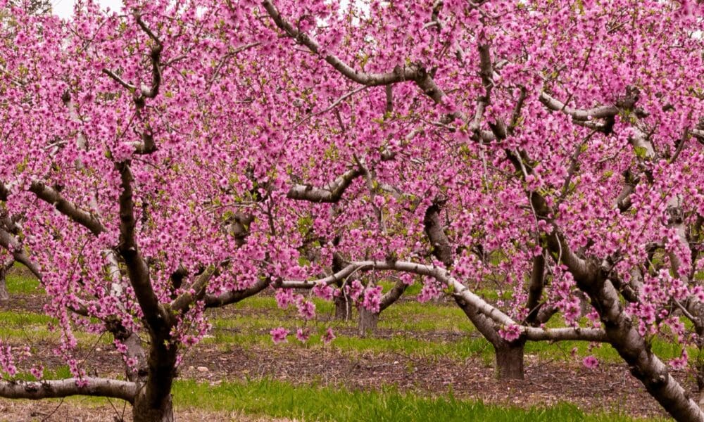 🌳 后院桃树卷叶病预防指南！拯救你的桃子，从这一步开始！🍑