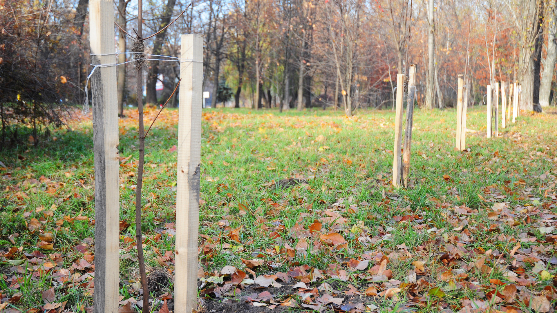 种植杆使用说明📖