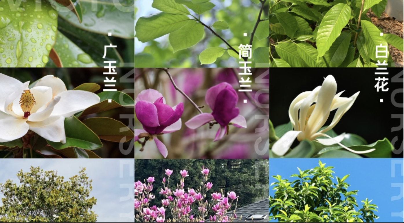 探寻玉兰花的美丽：简玉兰、广玉兰与白兰花的迷人对比🌹