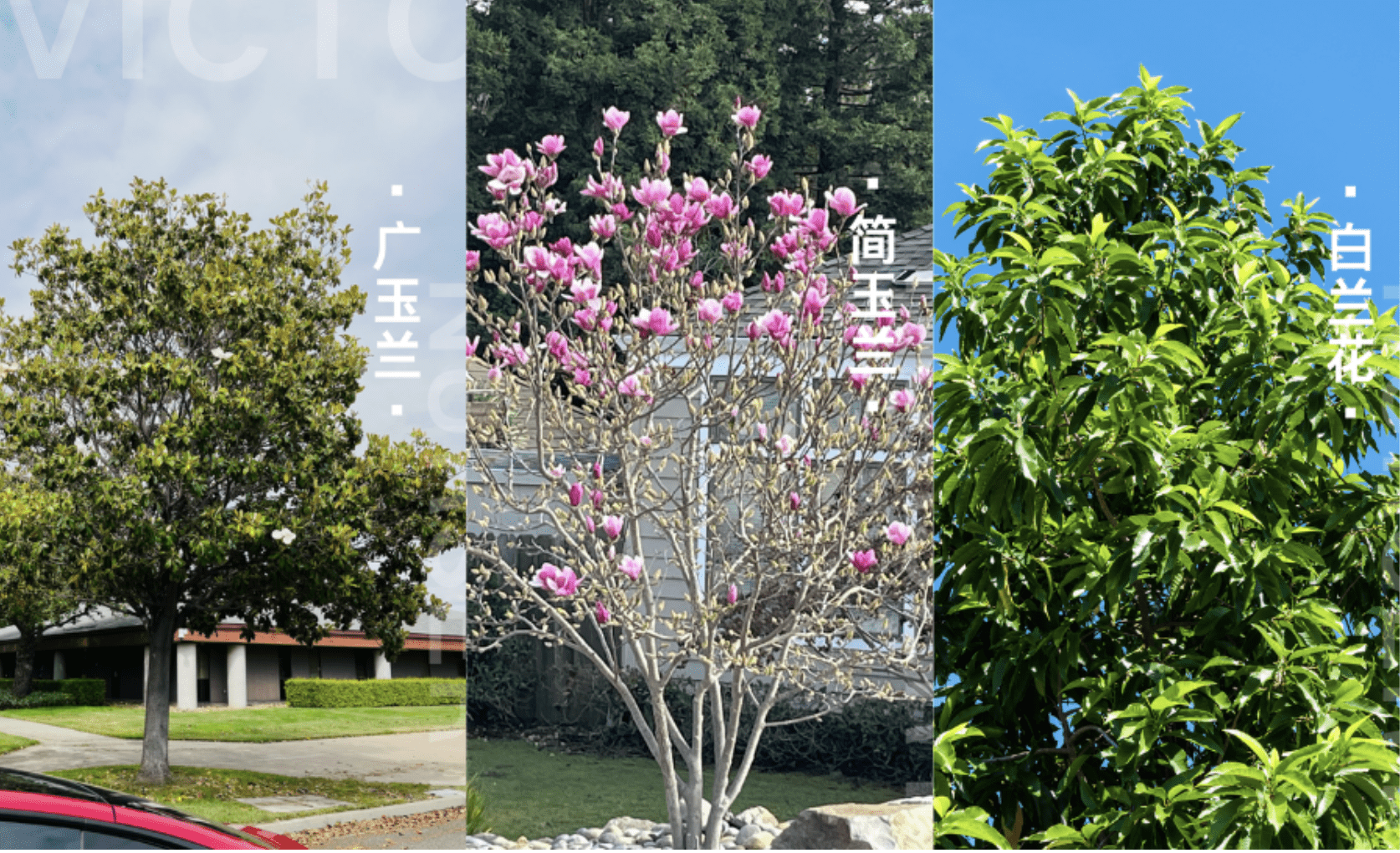 探寻玉兰花的美丽：简玉兰、广玉兰与白兰花的迷人对比🌹