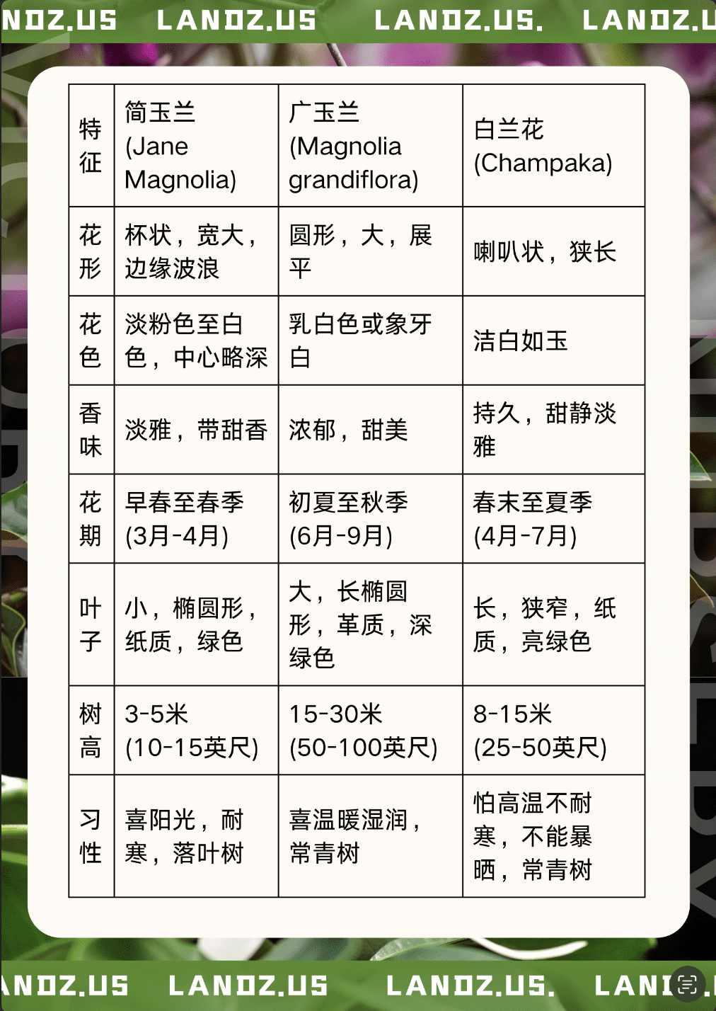 探寻玉兰花的美丽：简玉兰、广玉兰与白兰花的迷人对比🌹