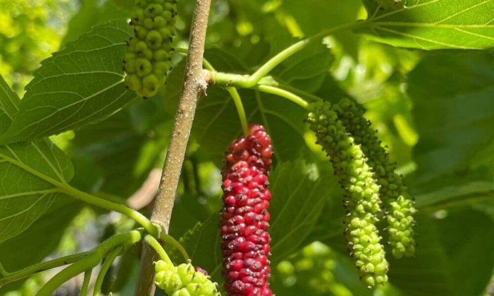 桑椹树的修剪✂️及养护要点