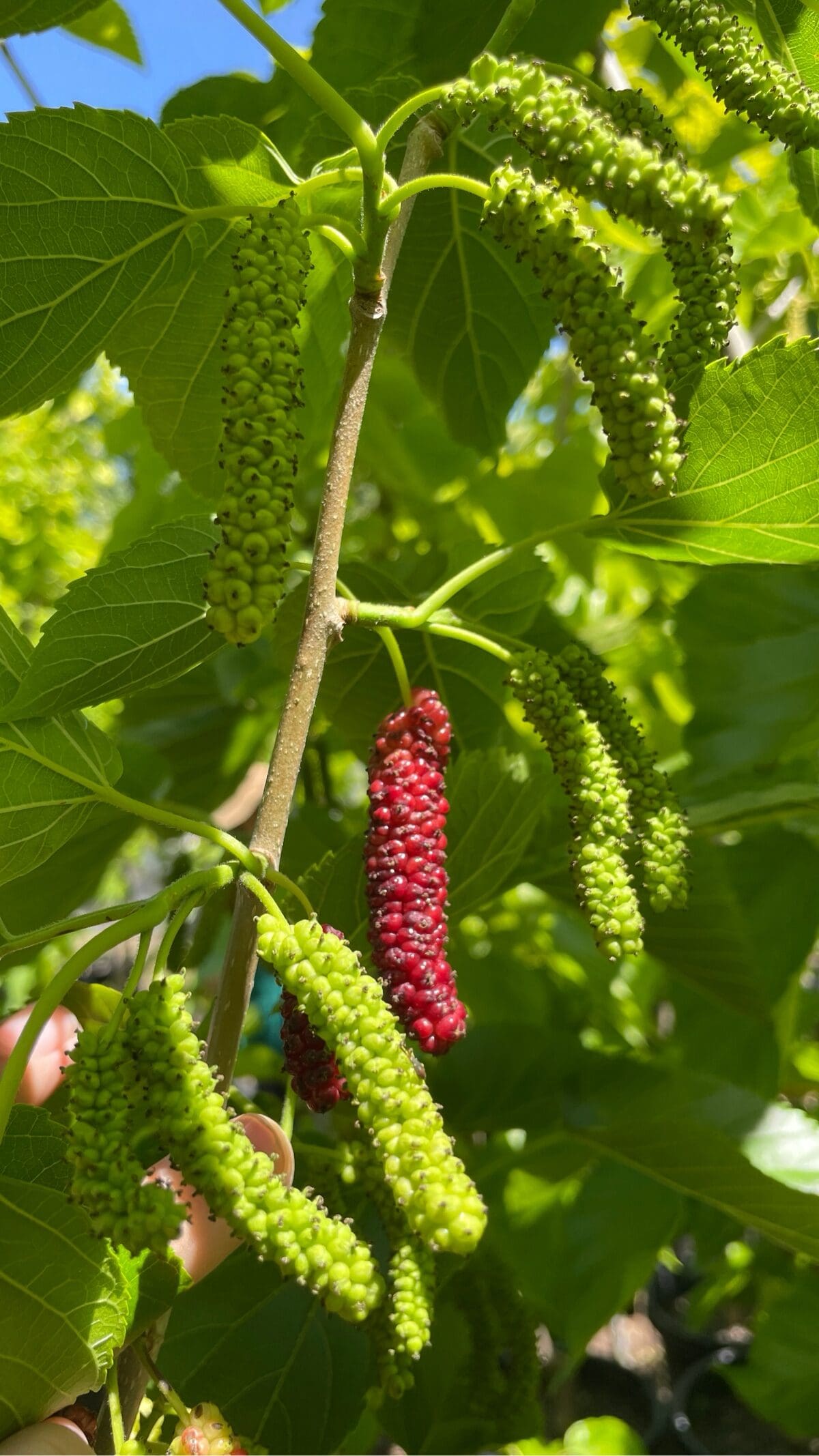 桑椹树的修剪✂️及养护要点