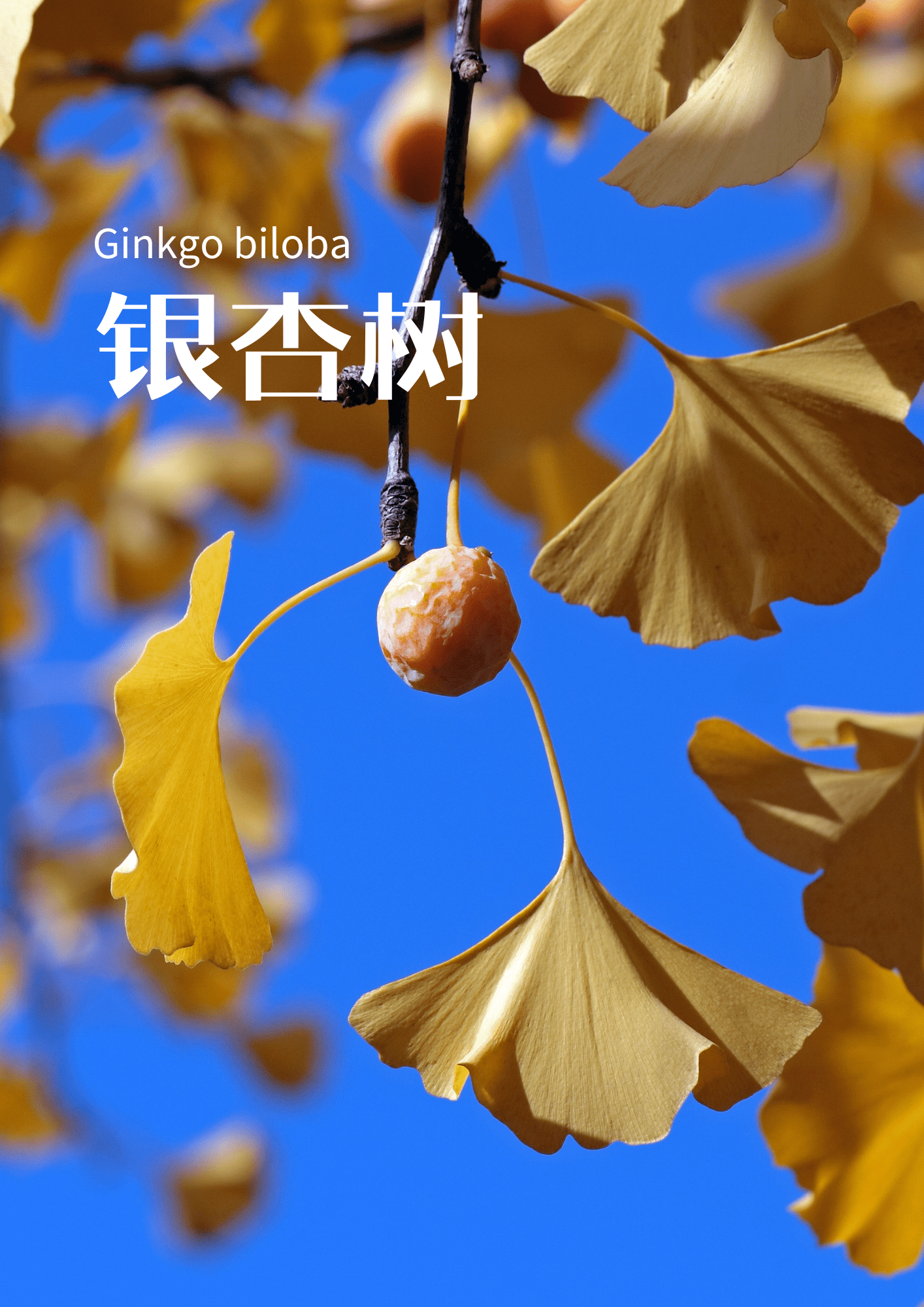 庭院宝藏 | 银杏树，你值得拥有🎄