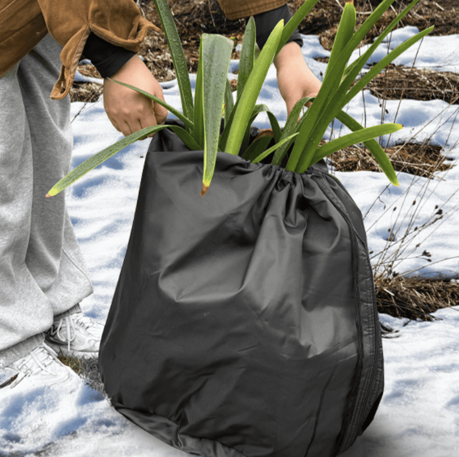 植物🌳冬季❄️要如何保暖呢？🧣