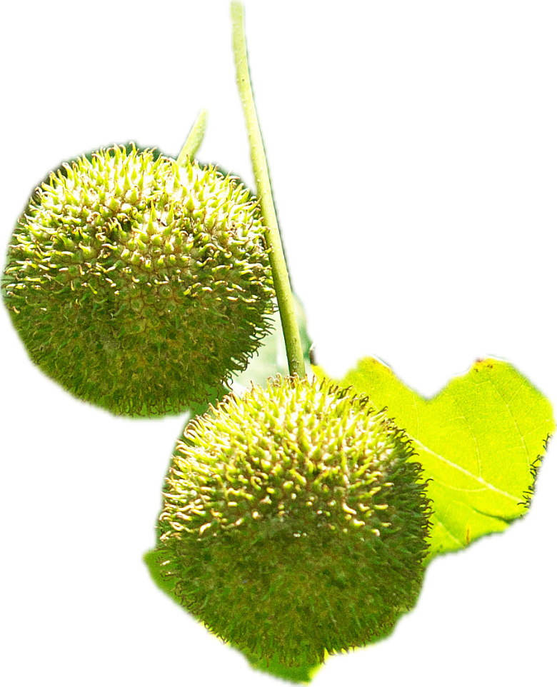 梧桐树🌲常见问题解答🙋❓❓❓