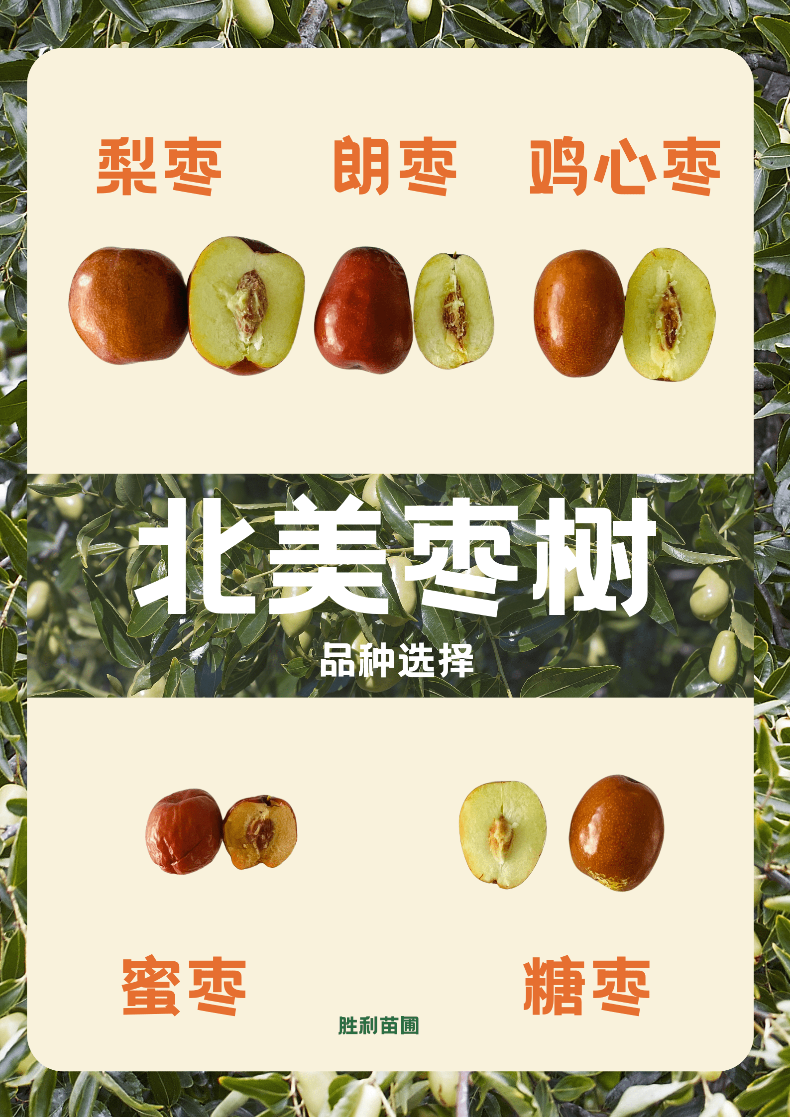 🍂 秋日枣树：甜蜜的季节和心动的分享 🍂