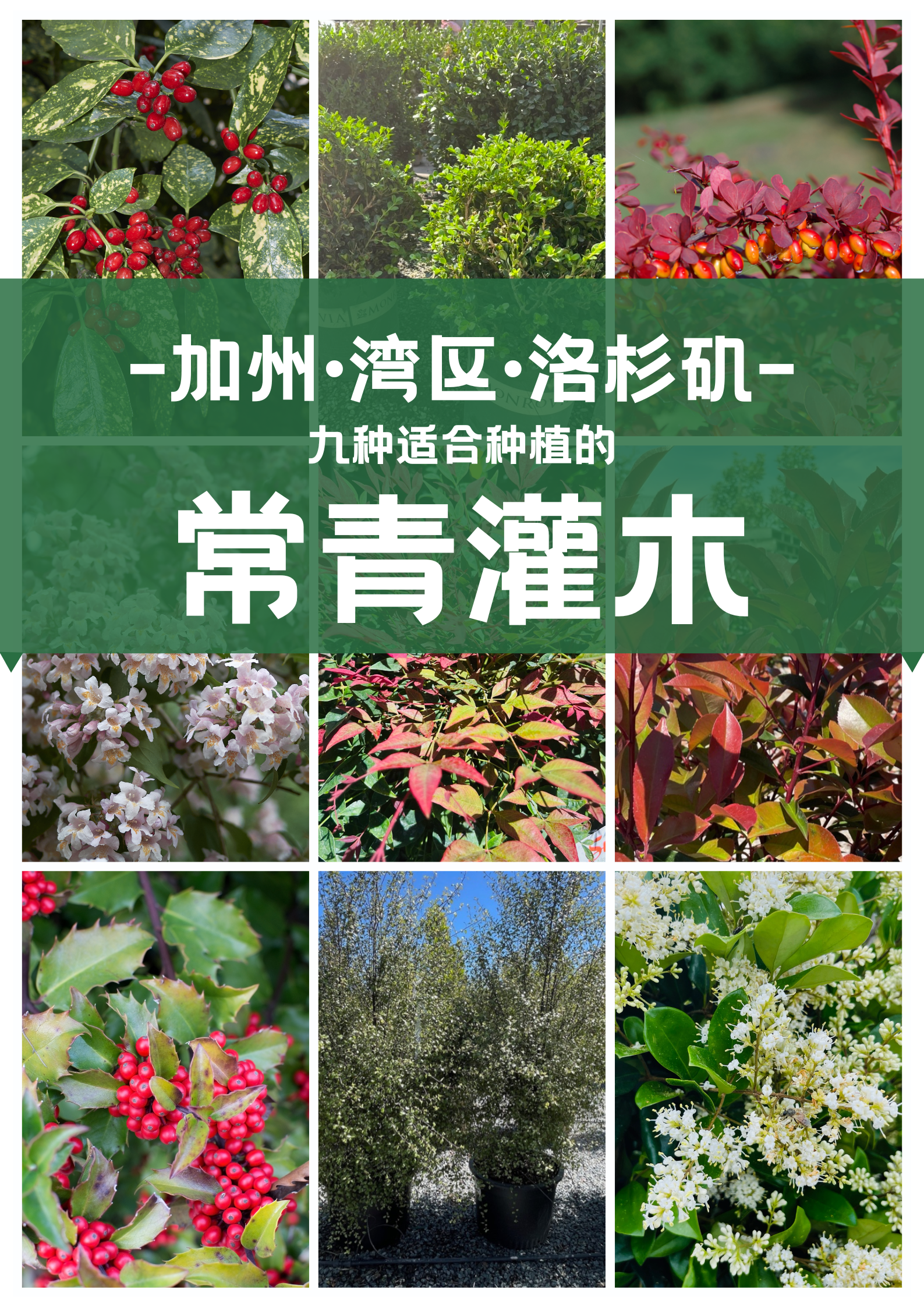 加州完美常绿灌木推荐｜常绿的秘密就在这里！🌟🌿