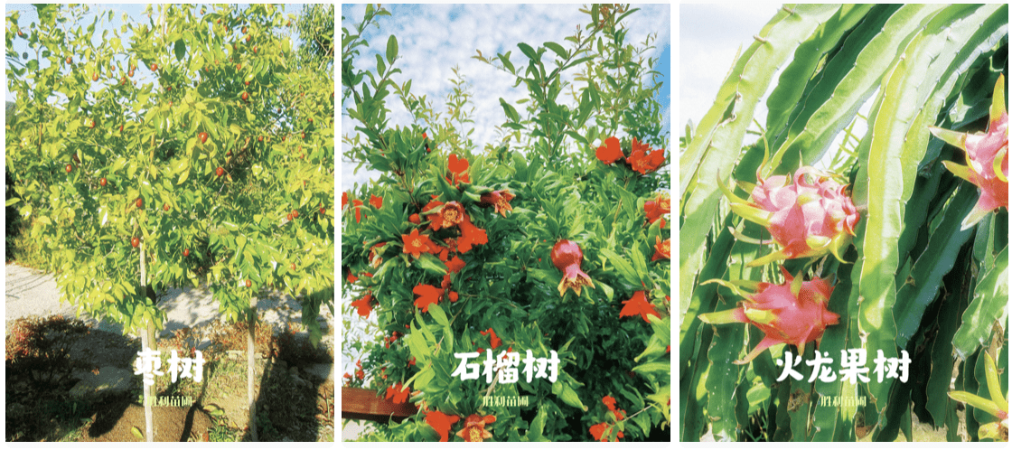 夏季🌞适合在加州高温🌡️条件下种植的果树🌲