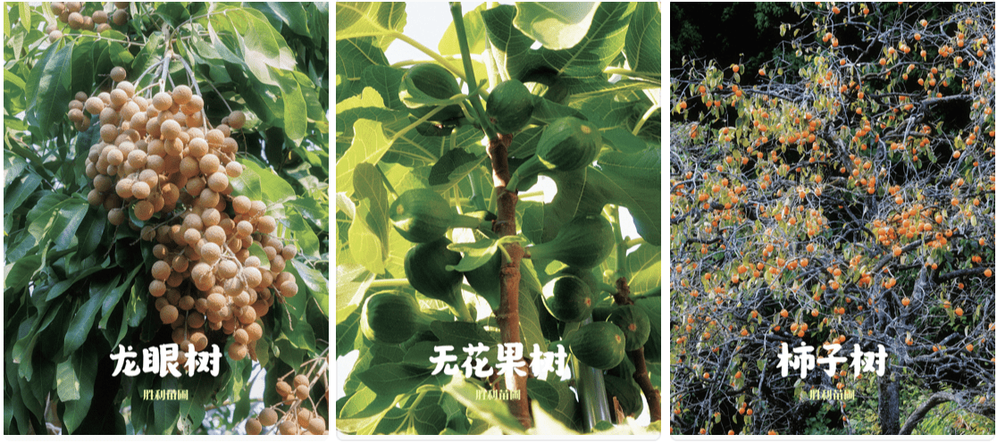 夏季🌞适合在加州高温🌡️条件下种植的果树🌲