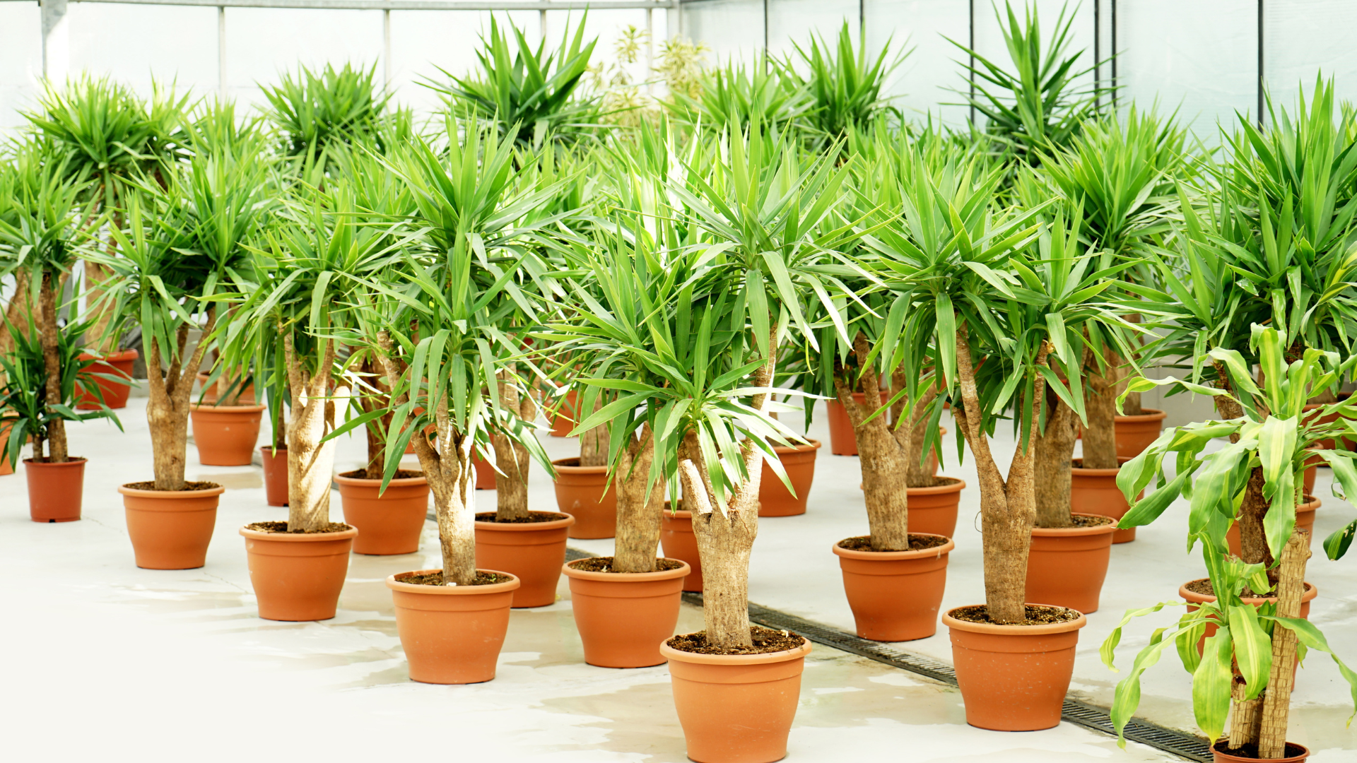 龙血树养护及修剪要点✂️