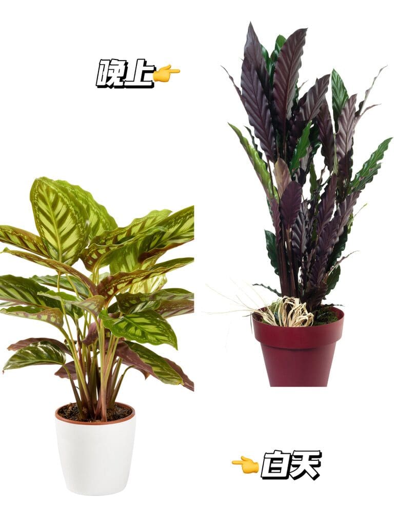 会跳舞💃的植物-竹芋