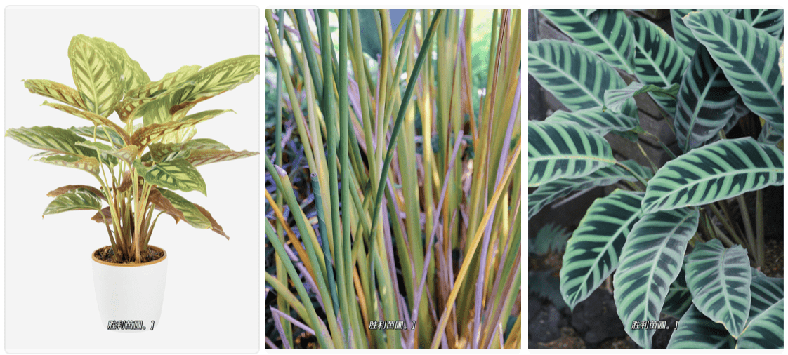 会跳舞💃的植物-竹芋