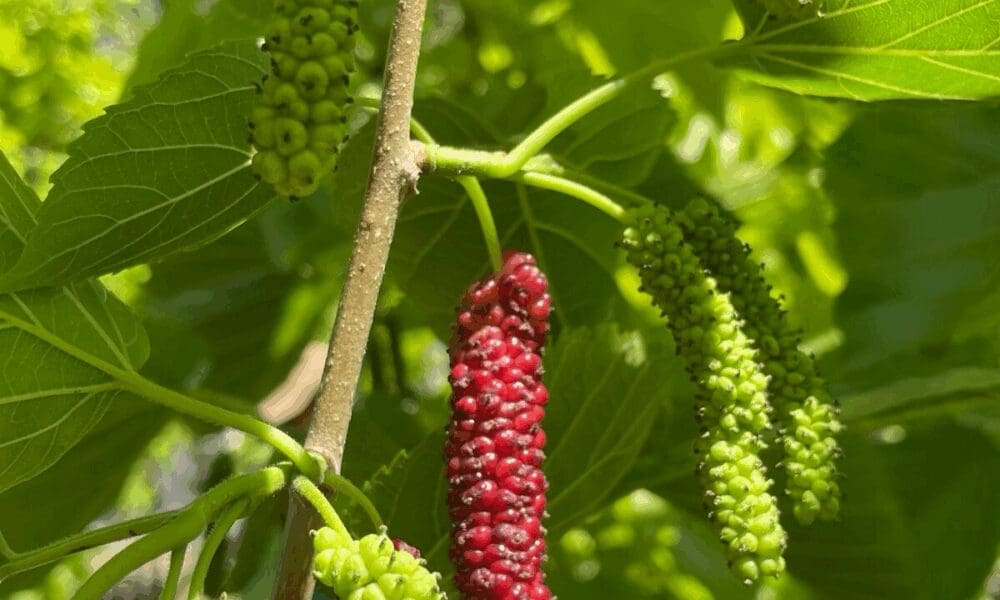 龙眼的养护及修剪要点‼️