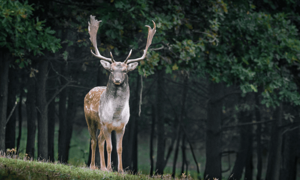如何守护庭院果树，抵御鹿的“侵袭”🌳🦌