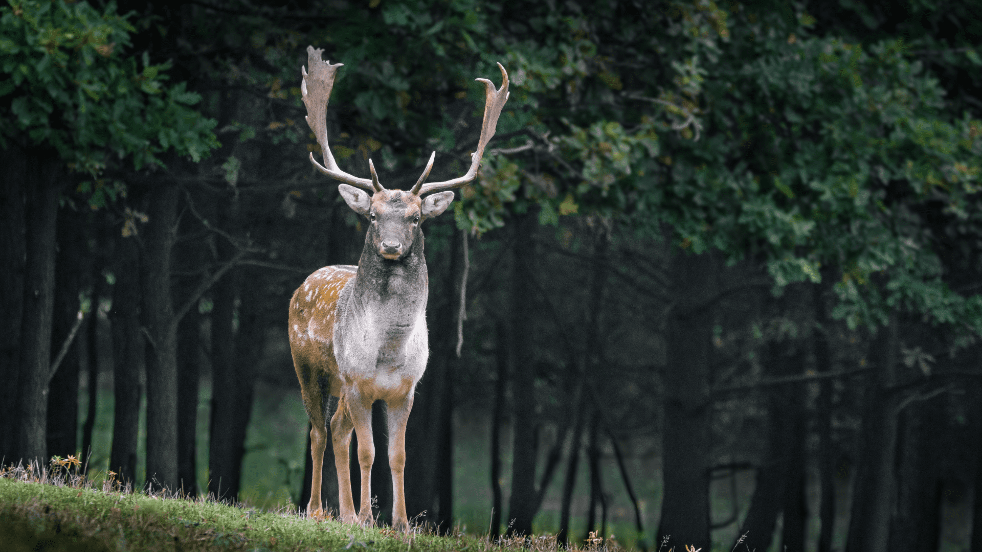 如何守护庭院果树，抵御鹿的“侵袭”🌳🦌