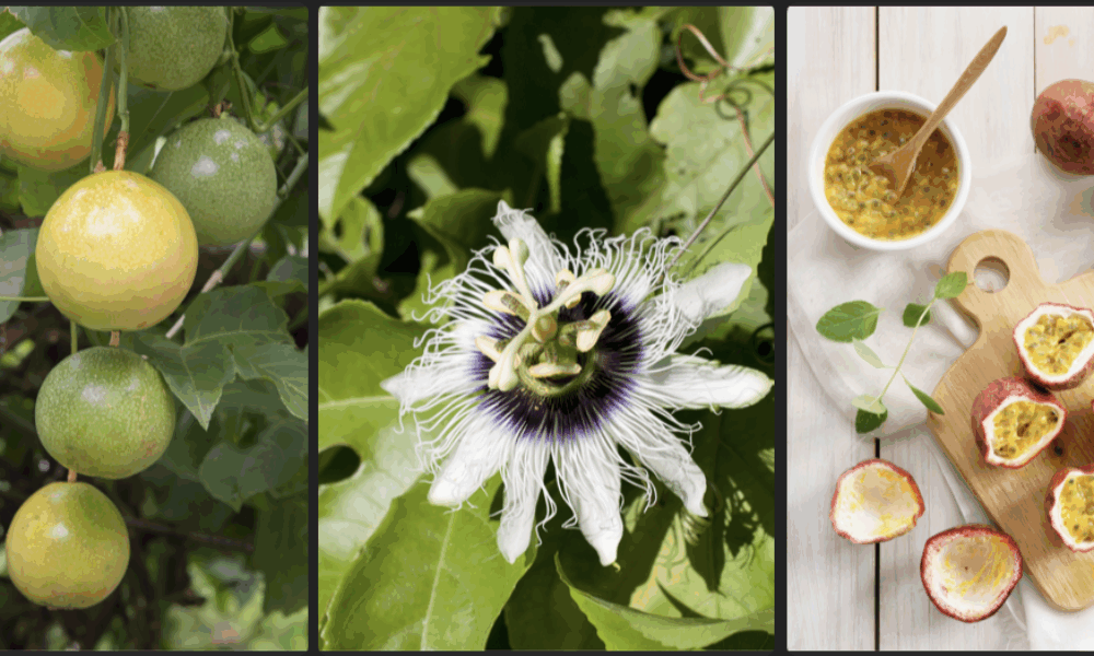 🌸3月的湾区是浪漫天花板！私藏春日赏花攻略