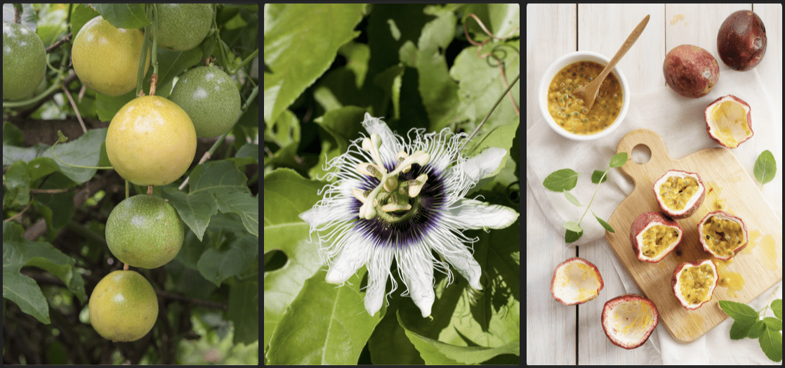 百香果养护及修剪✂️要点