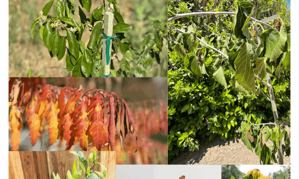 我新移栽的树叶都蔫了：原因分析与救治方法