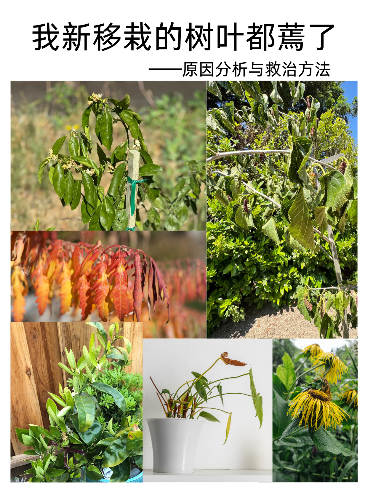 我新移栽的树叶都蔫了：原因分析与救治方法