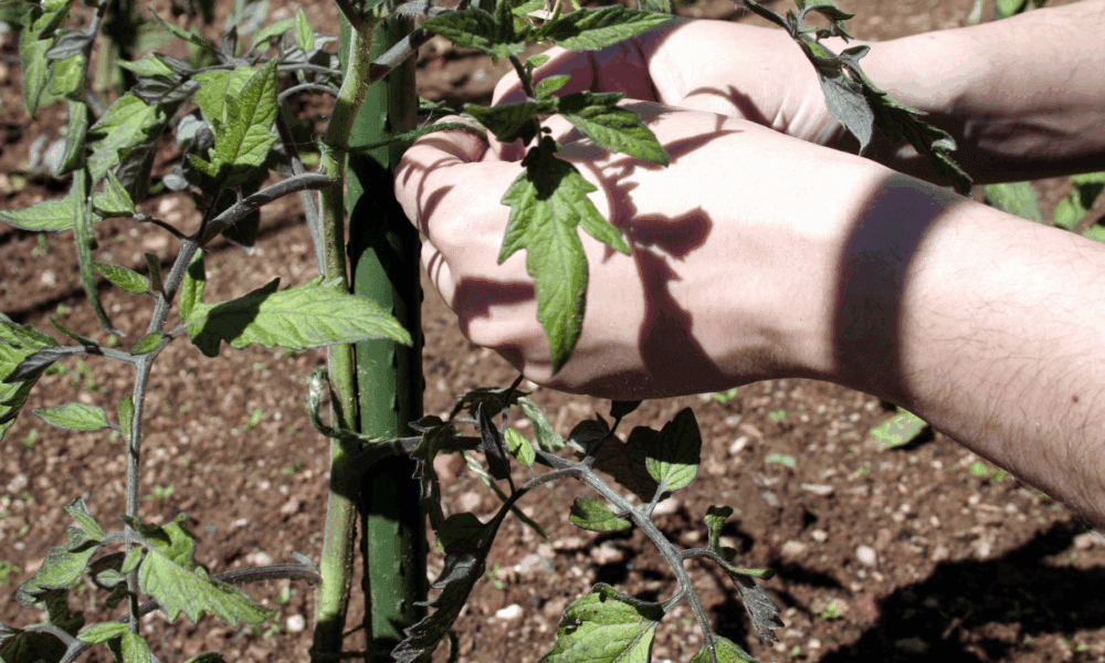 种植杆使用说明📖