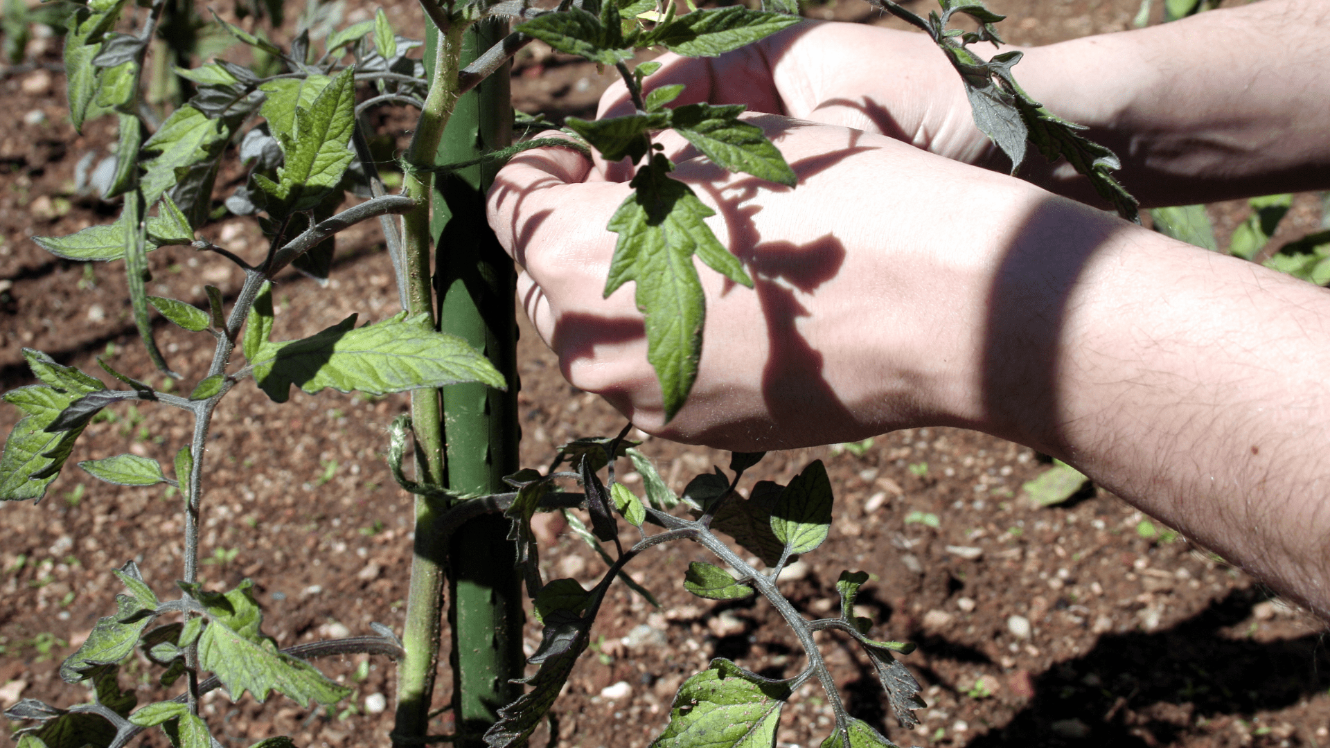 种植杆使用说明📖