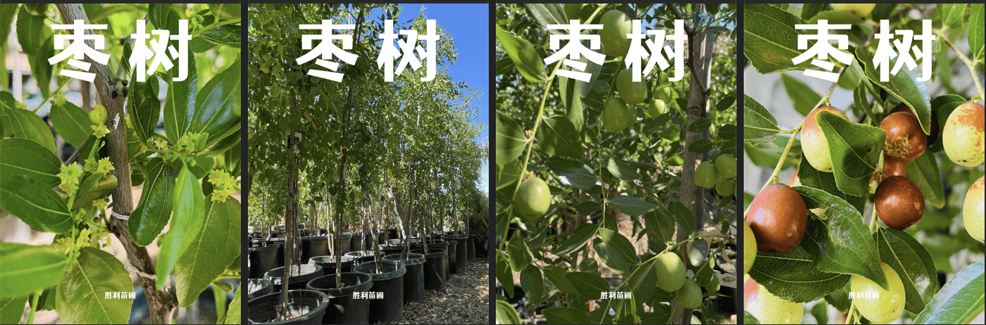 🍂 秋日枣树：甜蜜的季节和心动的分享 🍂