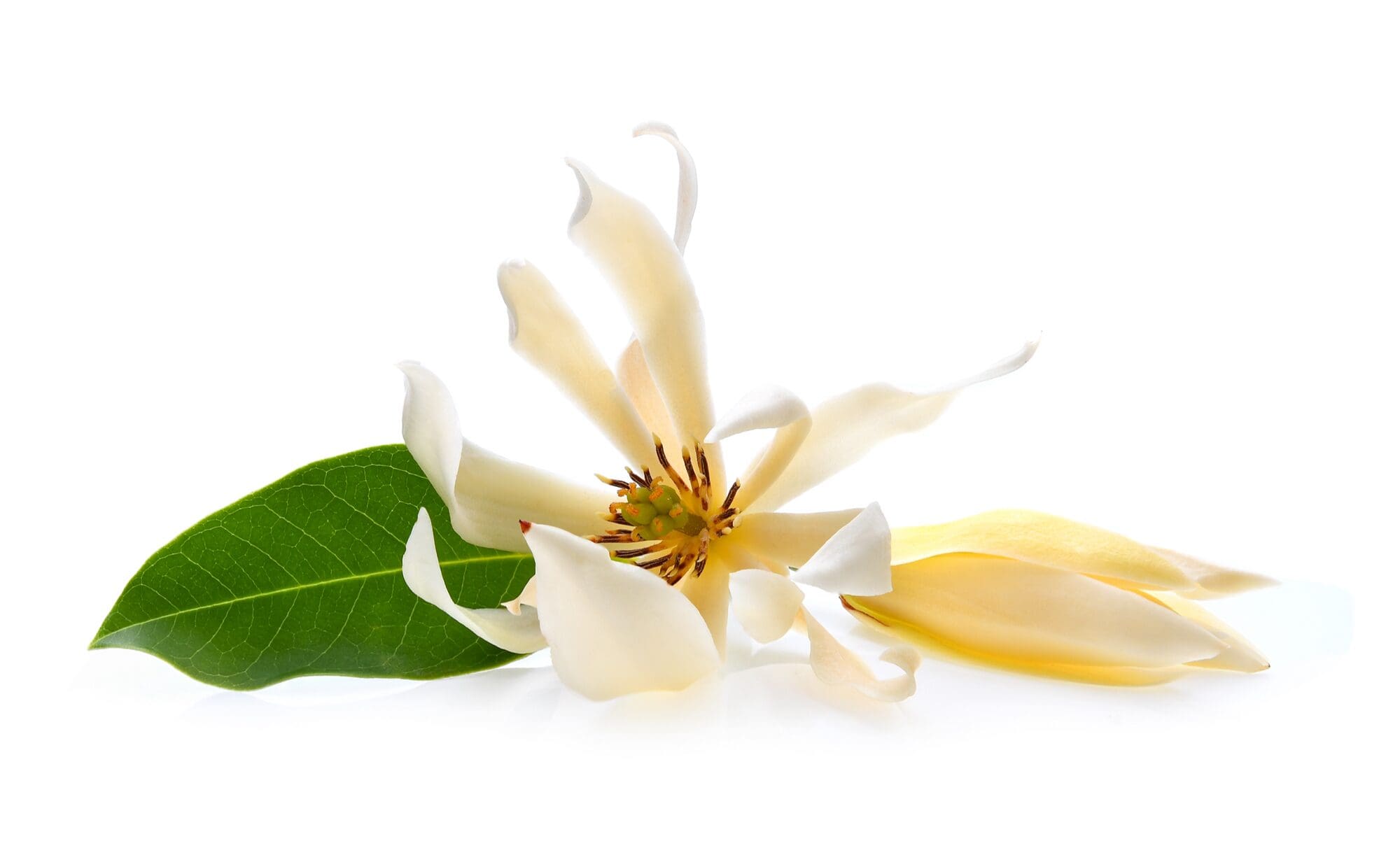 掌握这七个要点，白兰花养得又美又香🌼