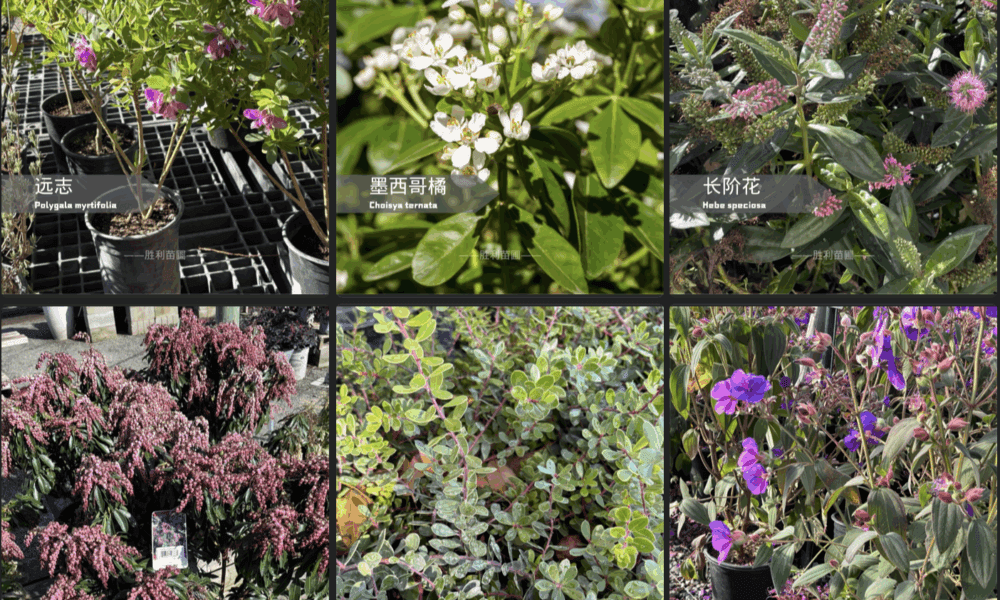 🌿 加州花园必备！6款常绿花灌木，打造四季如春的庭院！