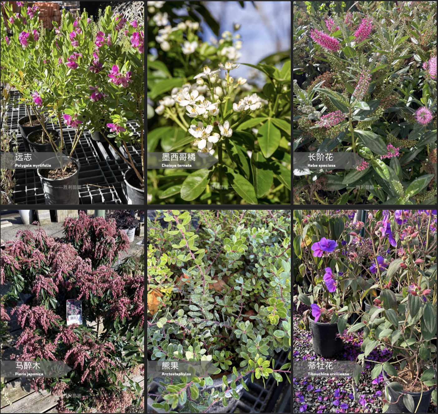 🌿 加州花园必备！6款常绿花灌木，打造四季如春的庭院！