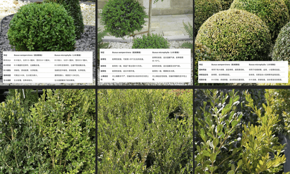 🌿黄杨大比拼：欧洲黄杨 vs 日本黄杨🌿