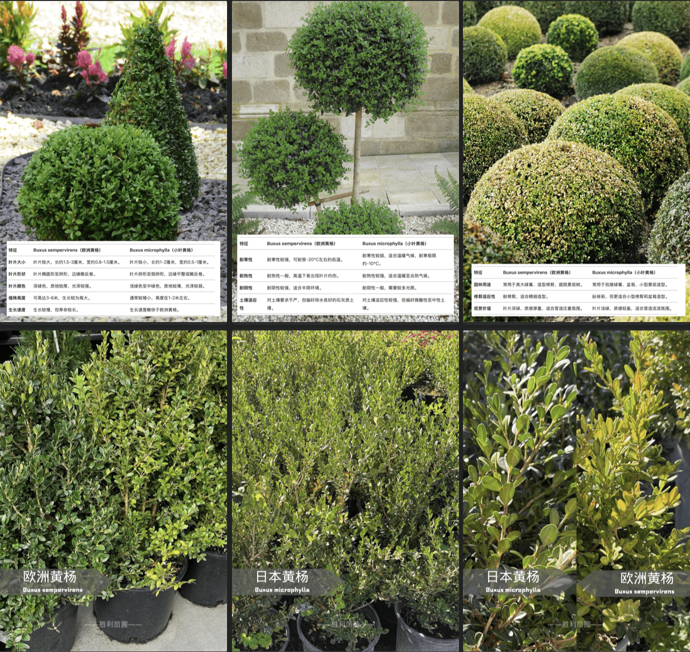 🌿黄杨大比拼：欧洲黄杨 vs 日本黄杨🌿