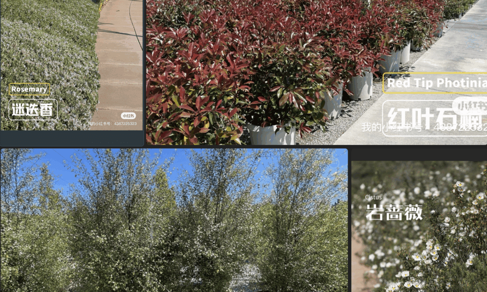 🌿 12种加州常绿绿篱灌木推荐🌿