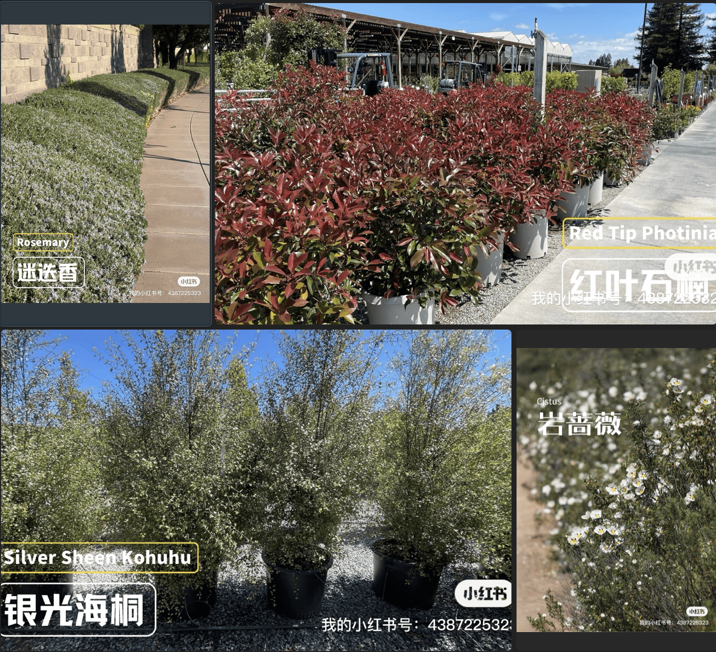 🌿 12种加州常绿绿篱灌木推荐🌿