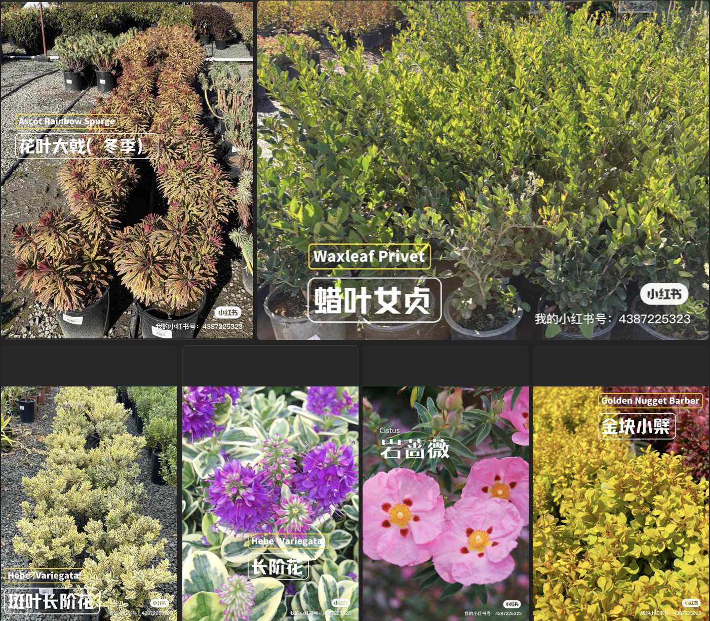 🌿 12种加州常绿绿篱灌木推荐🌿